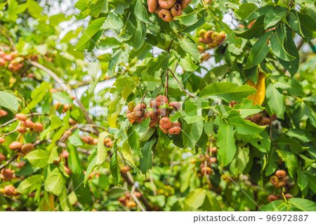 still life of rose apple or chompu growing on a tree 96972887