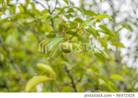 Nutmeg in green background on a tree Nutmeg in green background on a tree 96972926