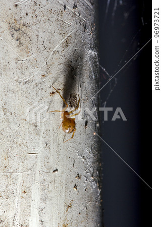 Spiders in the wilderness in the corners of the house Spiders in the wilderness in the corners of the house 96973721