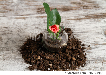 Close up pile of black soil with rose flower. White desk background. Close up pile of black soil with rose flower. White desk background. 96974946