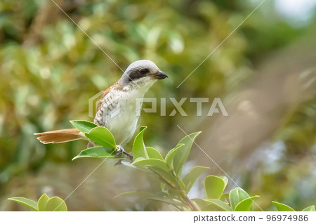 Young Shrike Young Shrike 96974986