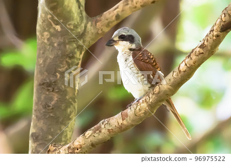 female shrike female shrike 96975522