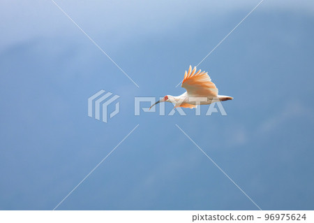 Crested ibis flying along the ridgeline 1 Crested ibis flying along the ridgeline 1 96975624