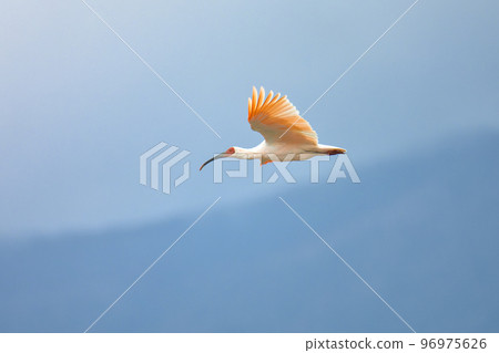 朱鹮沿脊線飛翔2 96975626