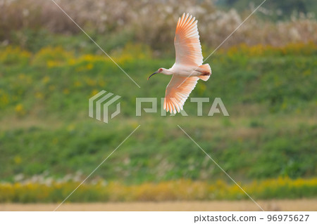 Japanese crested ibis flying against the background of goldenrod 1 96975627