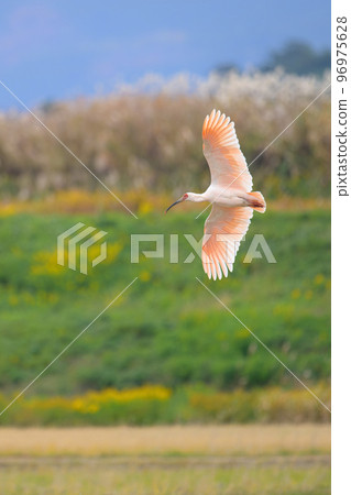 一枝黃花背景下的朱鹮飛翔2 96975628