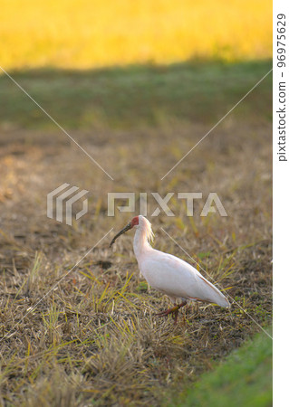 Toki in the countryside 2 Toki in the countryside 2 96975629