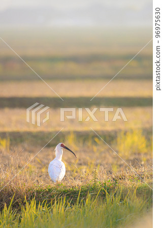 Toki in the countryside 3 96975630