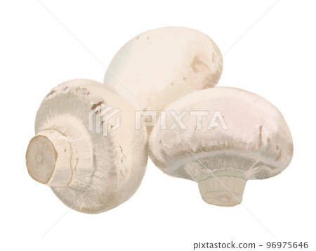 白蘑菇 96975646
