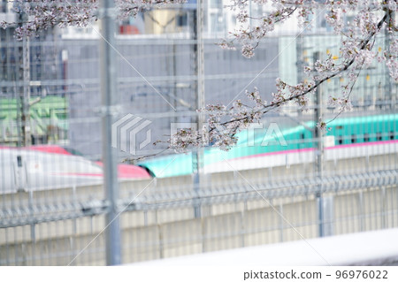 東北新幹線 E5 和 E6 列車在櫻花盛開的市中心運行 96976022