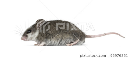 House mouse on white background House mouse on white background 96976261