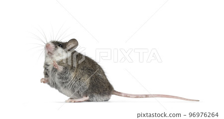 House mouse on white background House mouse on white background 96976264