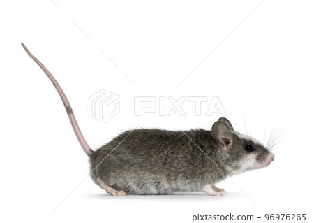 House mouse on white background House mouse on white background 96976265
