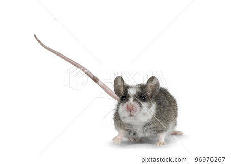 House mouse on white background 96976267