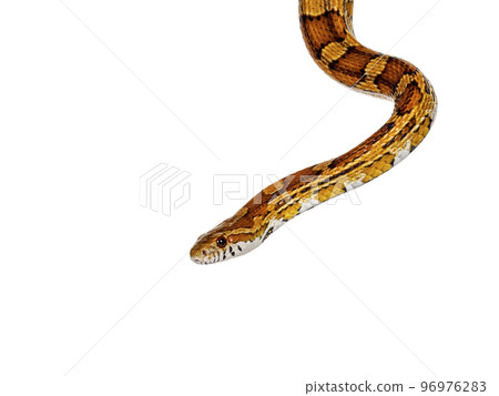 Corn snake on white background Corn snake on white background 96976283