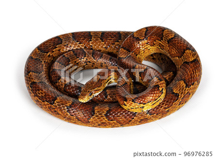 Corn snake on white background 96976285