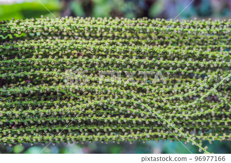 Exotic tropical plants wet forests are wet after rain Exotic tropical plants wet forests are wet after rain 96977166