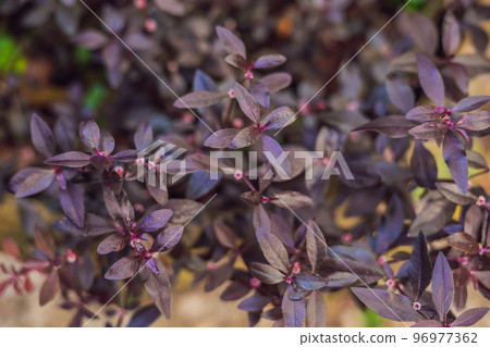 leaf of mukunu wenna alternanthera plant medicinal flower. sessile joyweed leaf of mukunu wenna alternanthera plant medicinal flower. sessile joyweed 96977362