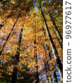 Ikuta Ryokuchi Fall foliage silhouette 96977617