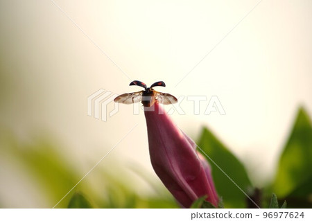 Ladybird flies out Ladybird flies out 96977624