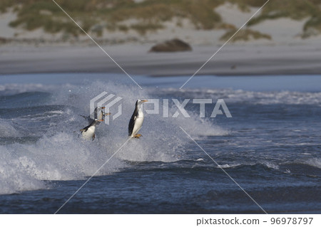 Gentoo Penguins coming ashore 96978797