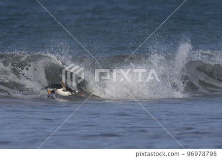 Gentoo Penguins coming ashore 96978798