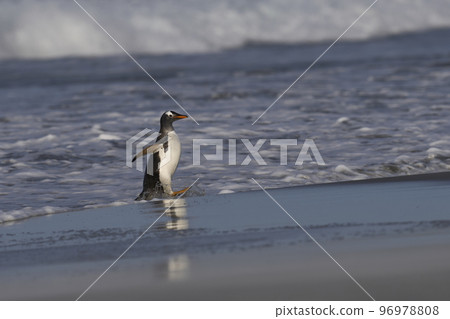 Gentoo Penguins coming ashore 96978808