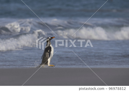 Gentoo Penguins coming ashore Gentoo Penguins coming ashore 96978812