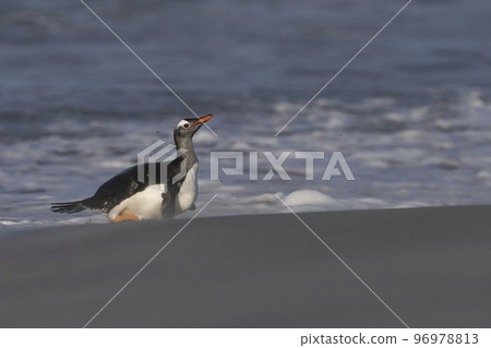 Gentoo Penguins coming ashore 96978813