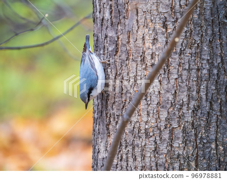 Eurasian nuthatch or wood nuthatch, lat. Sitta europaea, sitting on a tree trunk with a blurred background. Eurasian nuthatch or wood nuthatch, lat. Sitta europaea, sitting on a tree trunk with a blurred background. 96978881