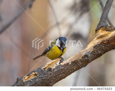 Cute bird Great tit, songbird sitting on the branch with blured background 96978883