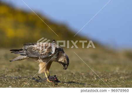 Variable Hawk with prey 96978960