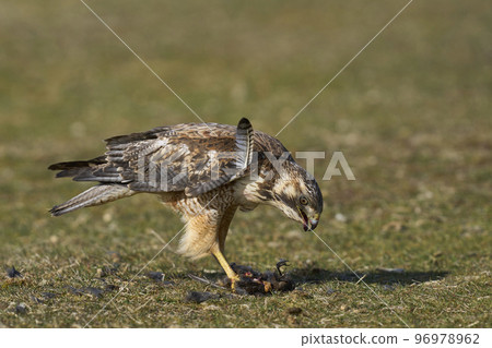 Variable Hawk with prey 96978962