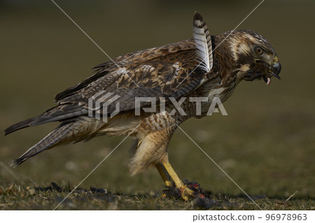 Variable Hawk with prey 96978963