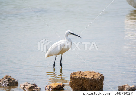 The small white heron or Little egret stands in the lake 96979027