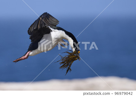 Imperial Shag with nesting material Imperial Shag with nesting material 96979042