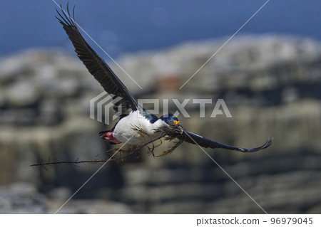Imperial Shag with nesting material Imperial Shag with nesting material 96979045