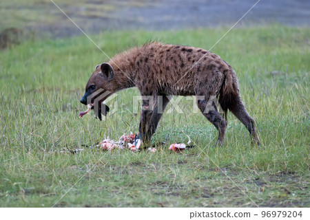 Hyena eats the remains of a captured flamingo Hyena eats the remains of a captured flamingo 96979204