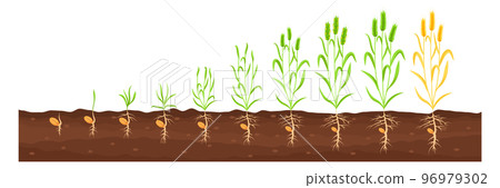 Growing crop proccess. Farm plant growth stages 96979302