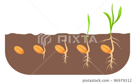 Growing seed stages. Plant growth proccess in soil Growing seed stages. Plant growth proccess in soil 96979312