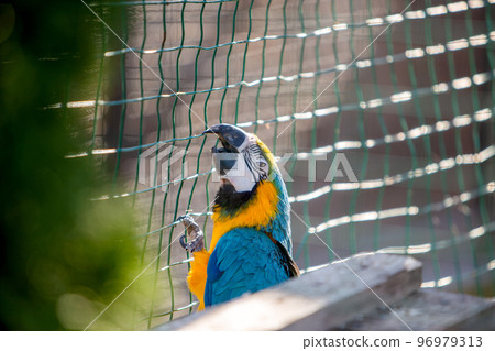 Colorful parrot in a cage at a zoo. Colorful parrot in a cage at a zoo. 96979313