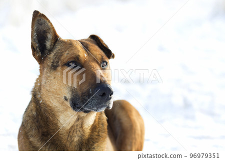 Close-up of yellow dog pet on white snow outdoors 96979351