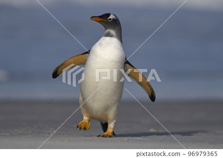Gentoo Penguins coming ashore Gentoo Penguins coming ashore 96979365