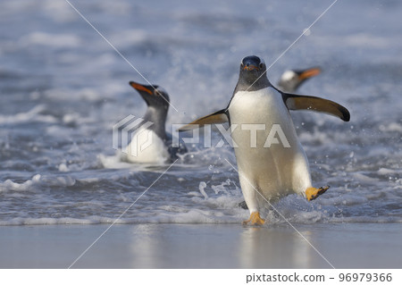 Gentoo Penguins coming ashore Gentoo Penguins coming ashore 96979366