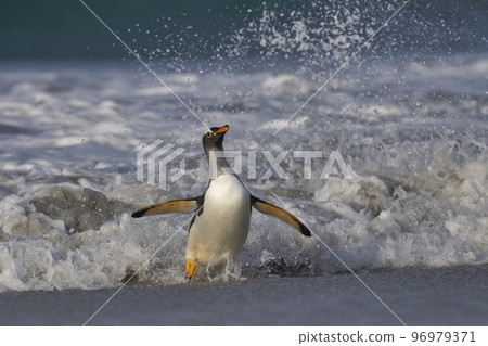Gentoo Penguins coming ashore Gentoo Penguins coming ashore 96979371