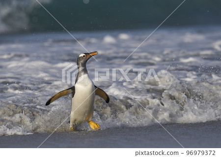 Gentoo Penguins coming ashore 96979372