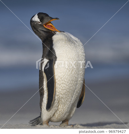 Preening Penguin 96979427