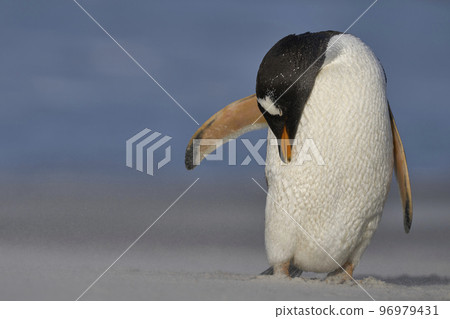 Preening Penguin 96979431