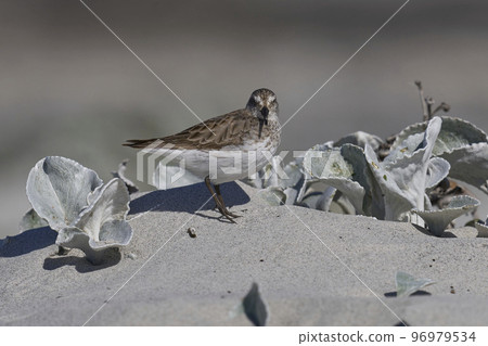 White-rumped Sandpiper 96979534