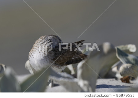 White-rumped Sandpiper 96979555